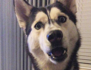 电话轰在线轰炸平台自助下单