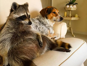 充值网站便宜的苹果短信轰炸机