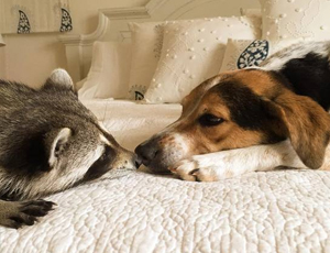 引人入胜的苹果短信轰炸机